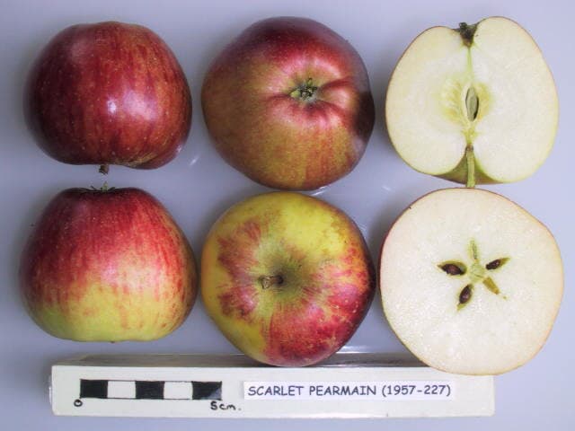 Scarlet Pearmain apple