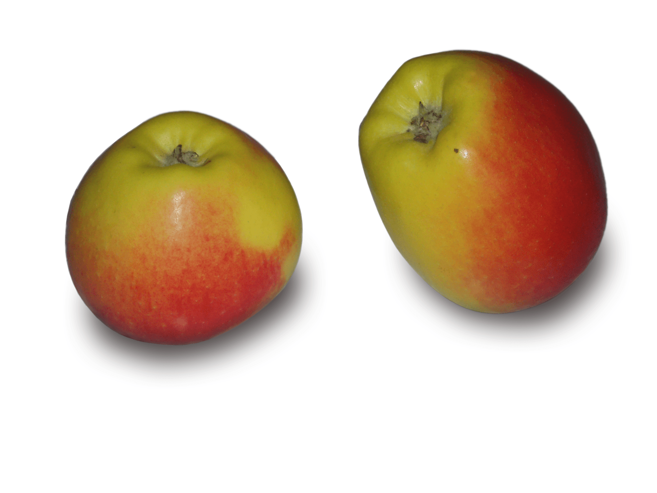 NICOTER apple