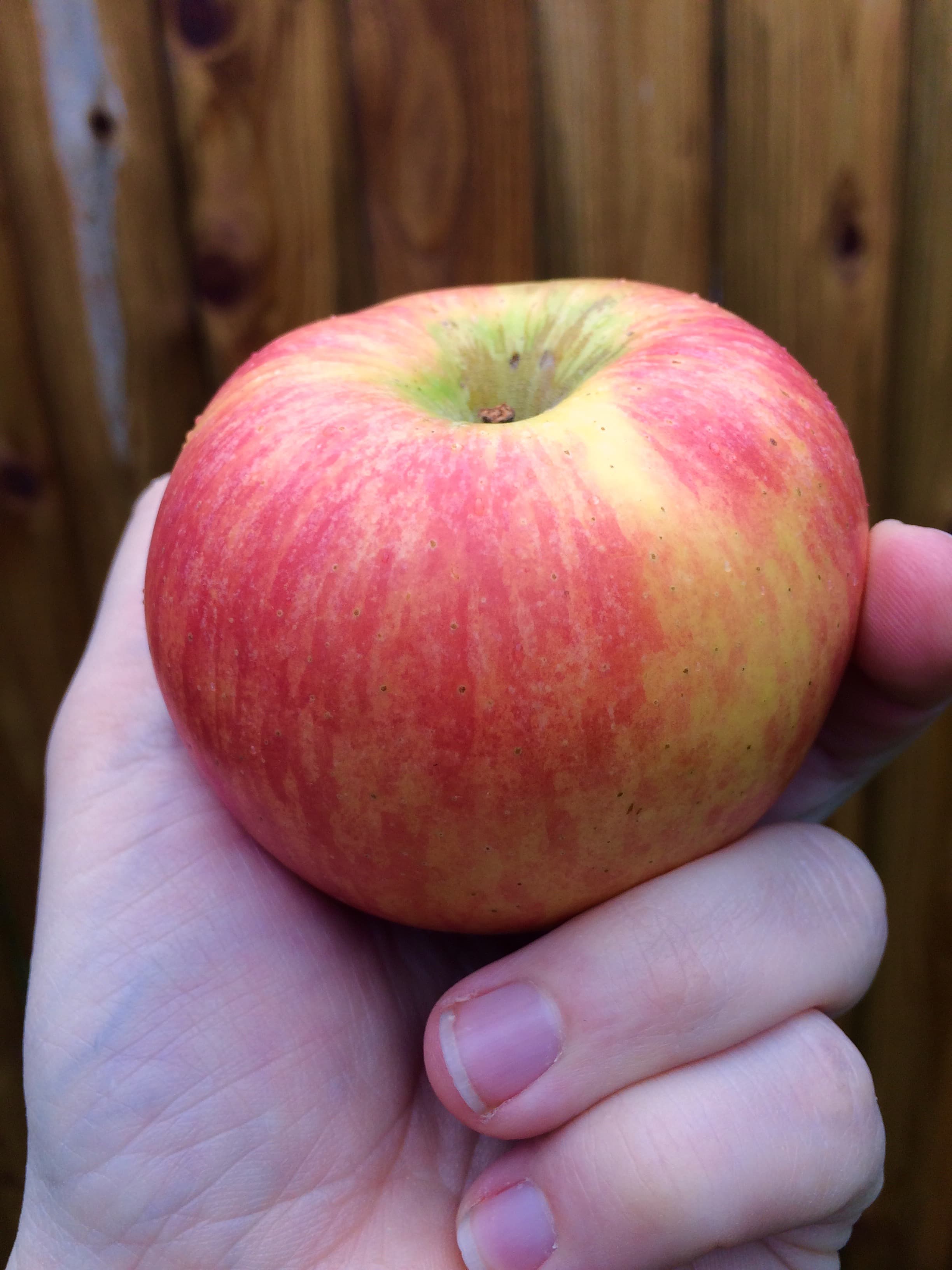 Lady Alice apple