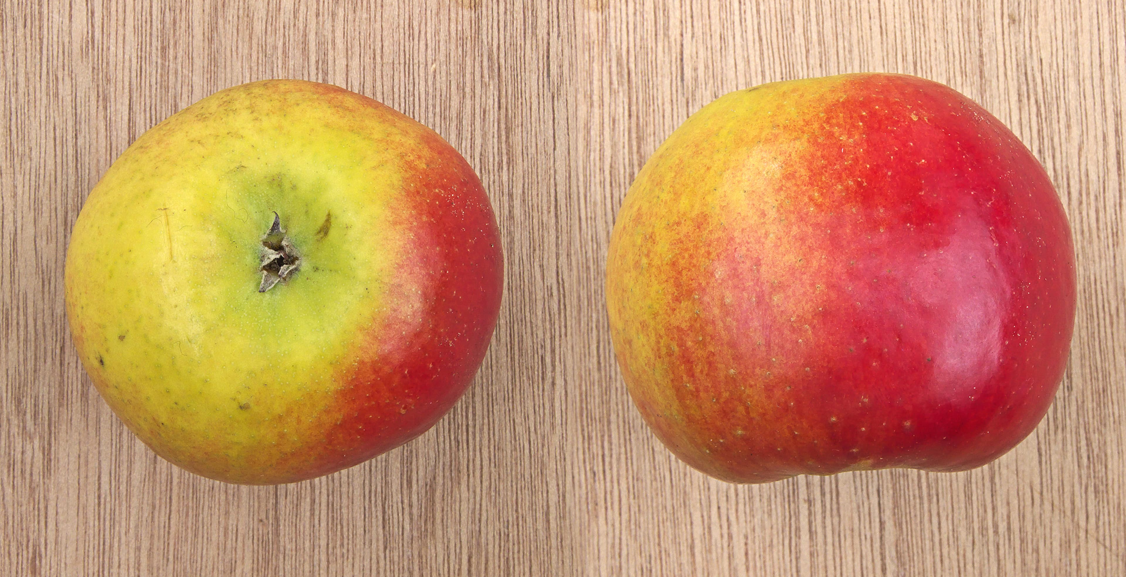 MILWA apple