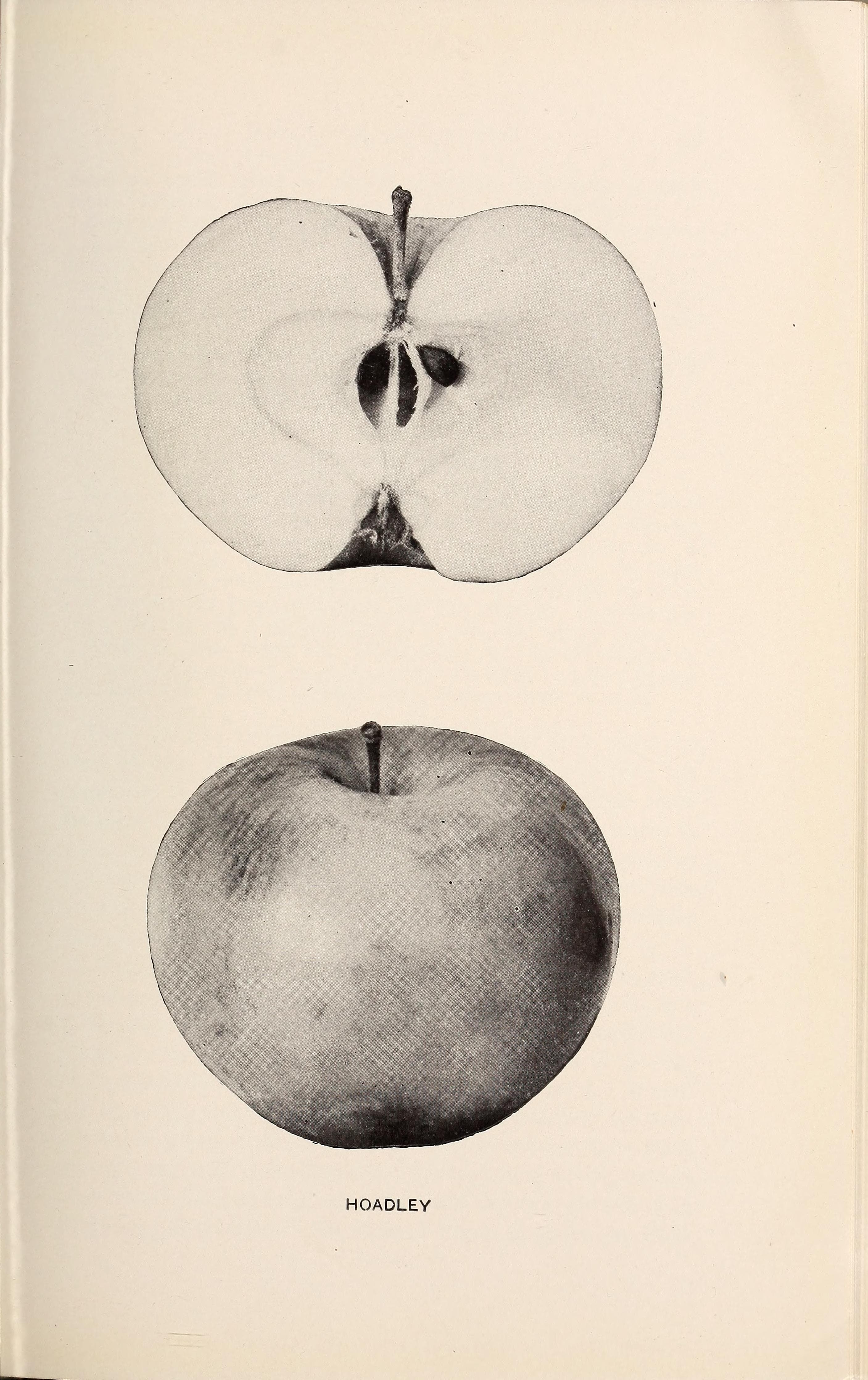 Hoadley apple