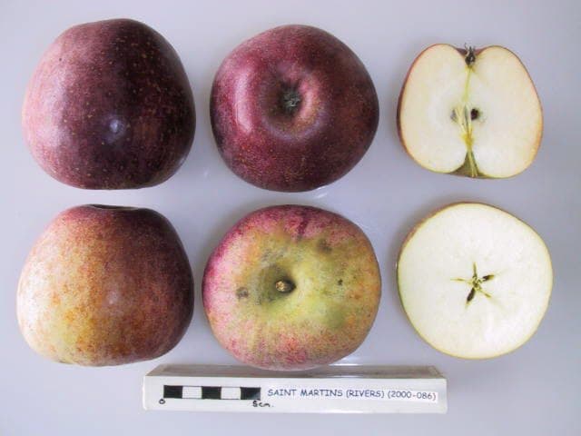 Saint Martins apple
