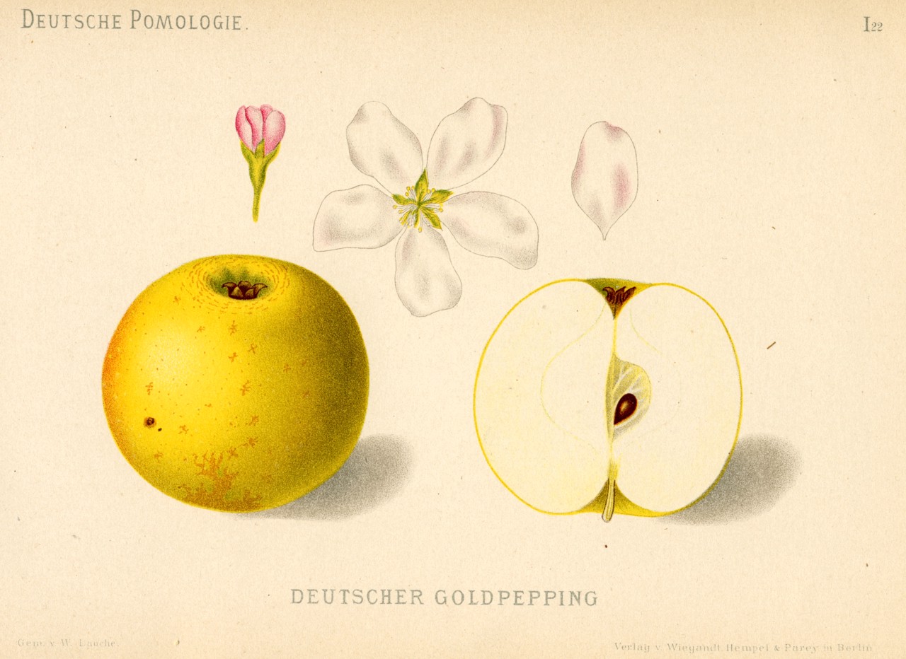 Deutscher Gold-Pepping apple