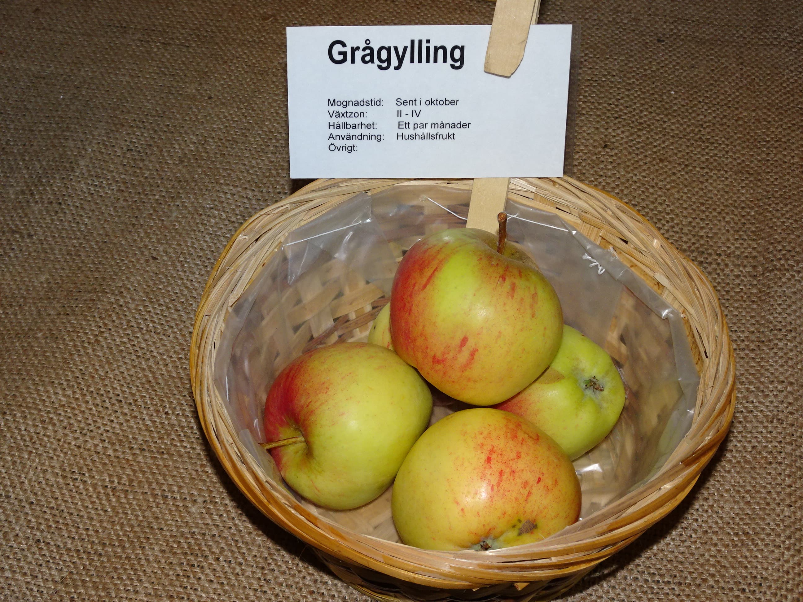 Grågylling apple