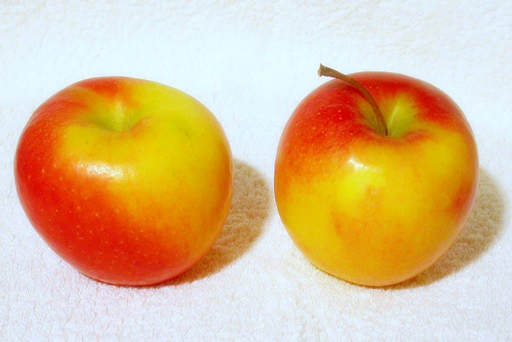 SCIFRESH apple