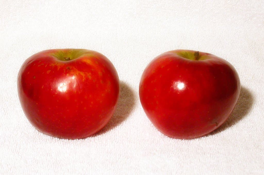 Ariane apple