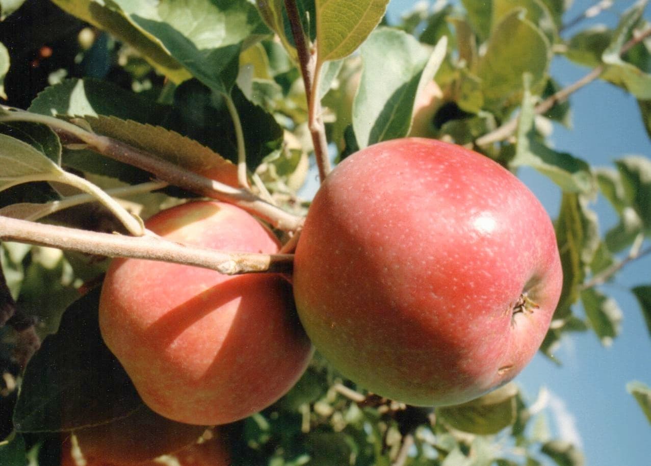 Geneva Early apple