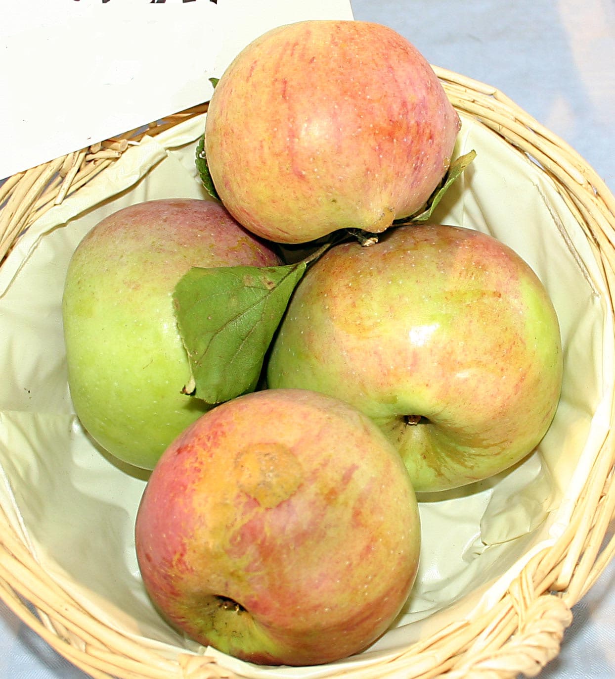 Ludwig apple