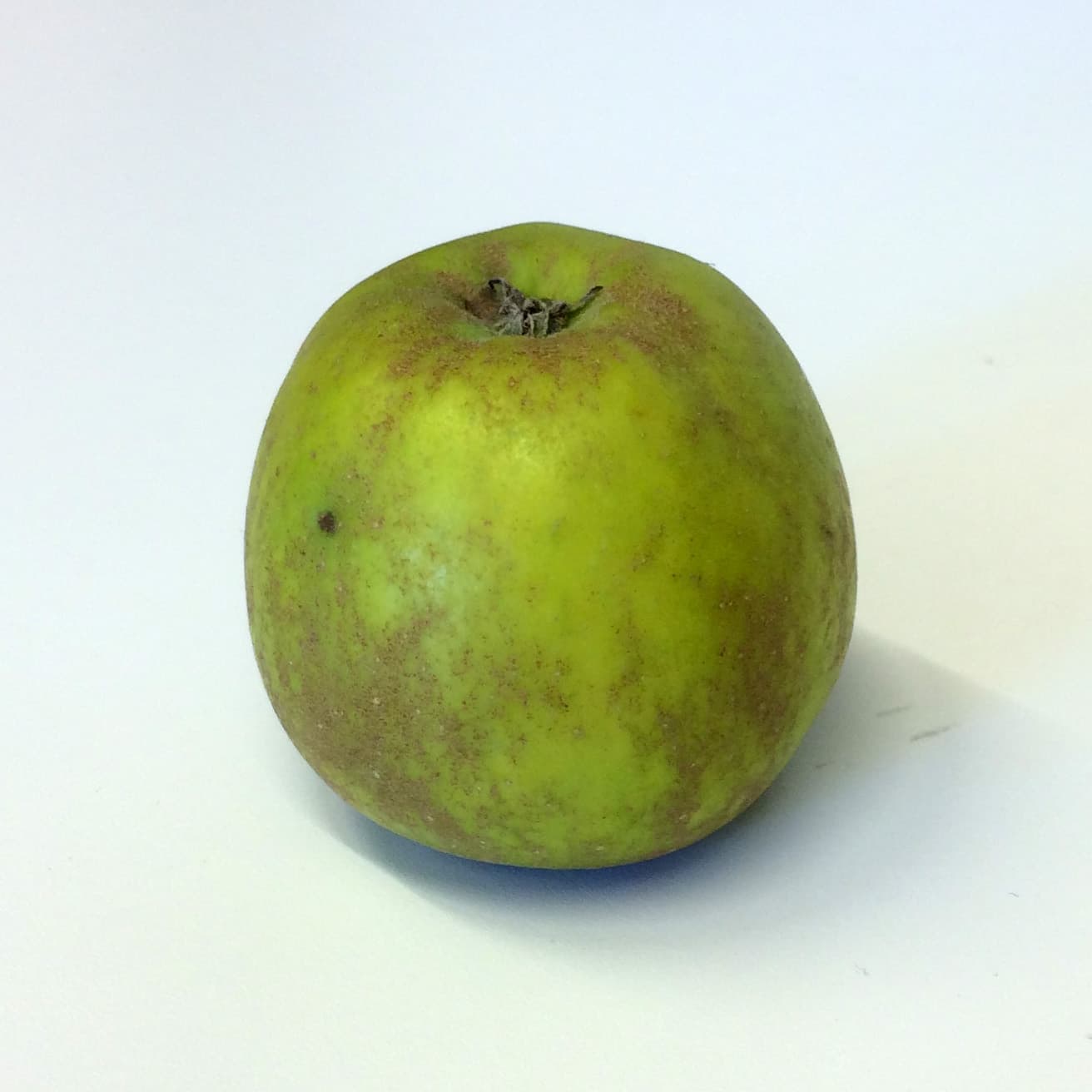 Ribston Pippin agm apple