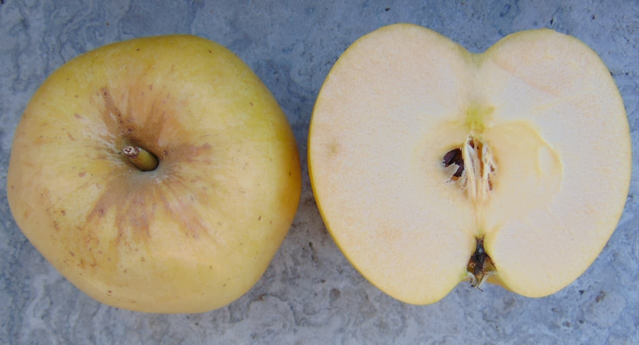 Aurora Golden Gala apple