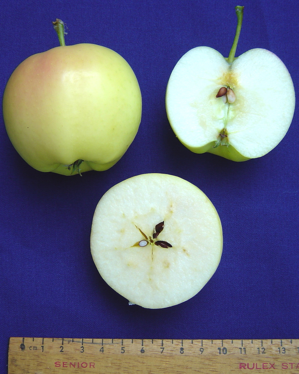 Pristine apple