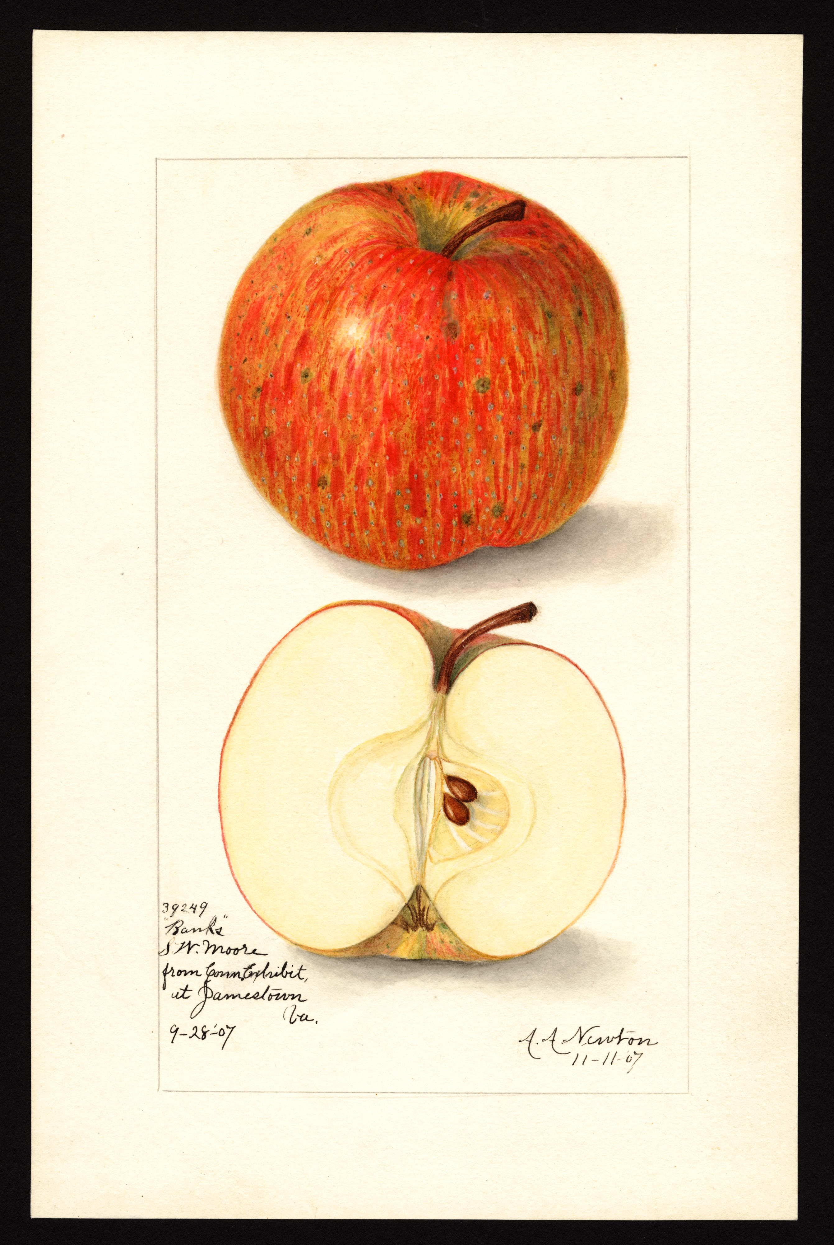 Banks apple