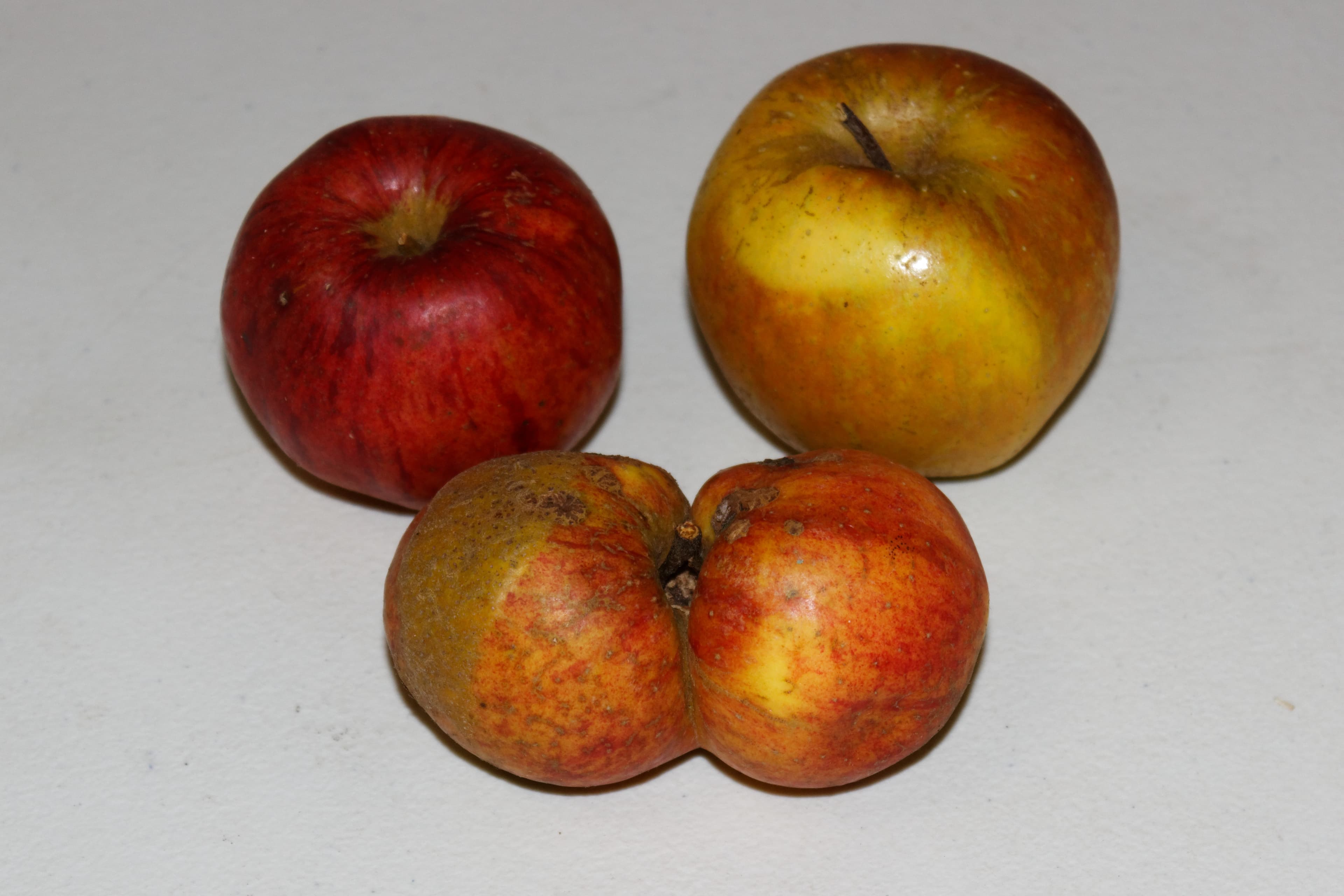 Chailleux apple