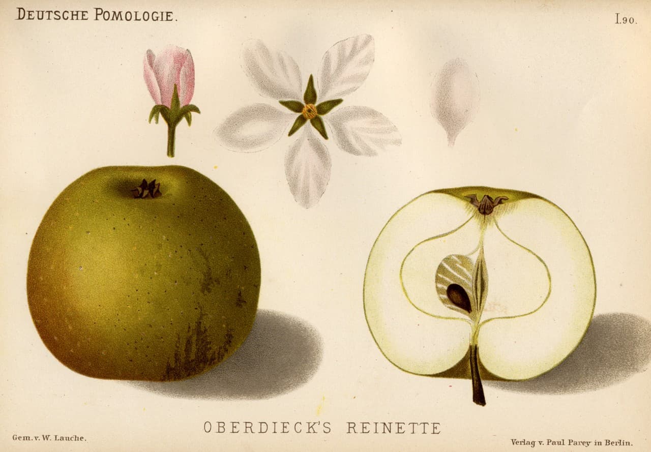 Oberdiecks Reinette apple