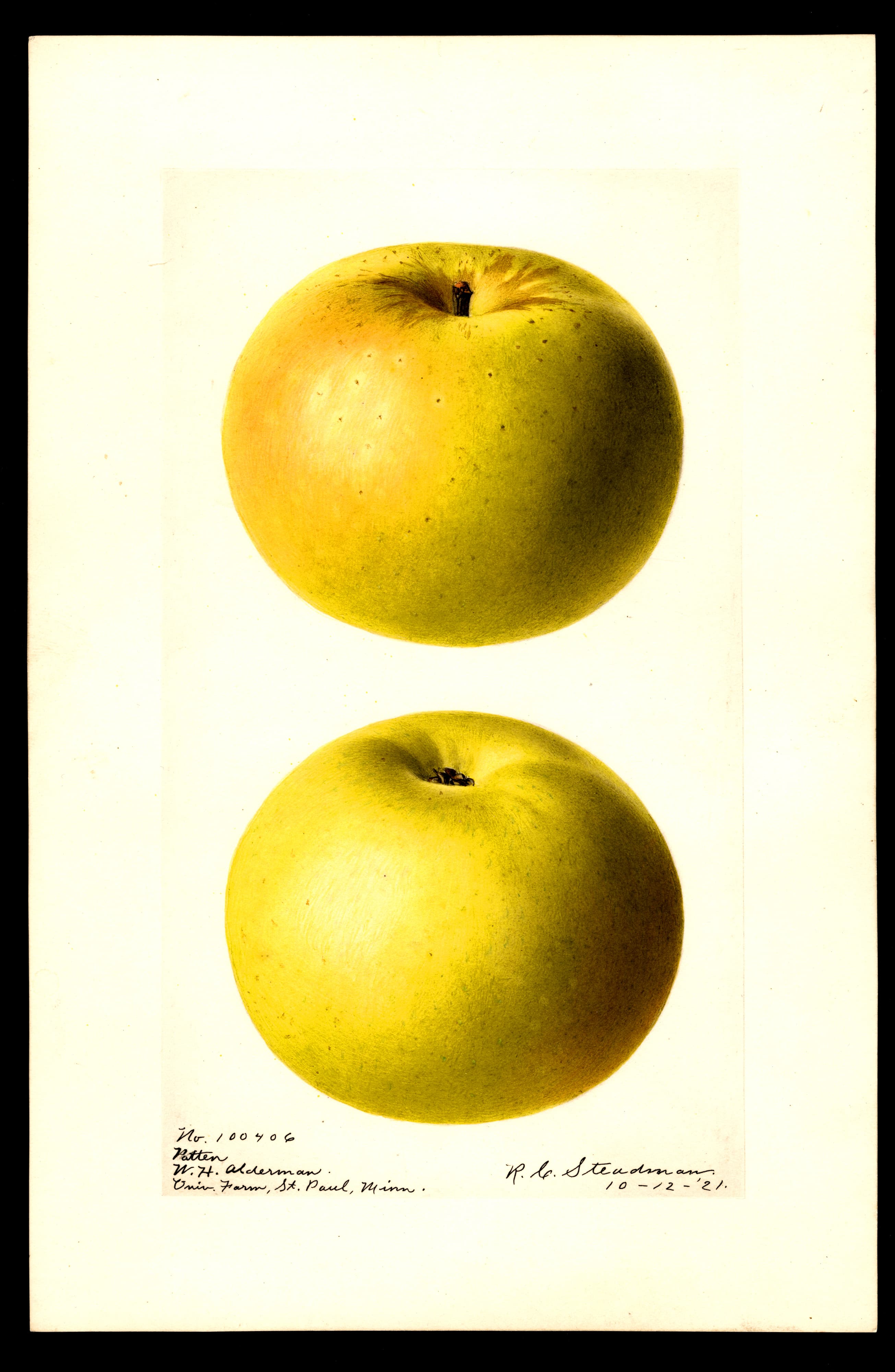 Patten apple