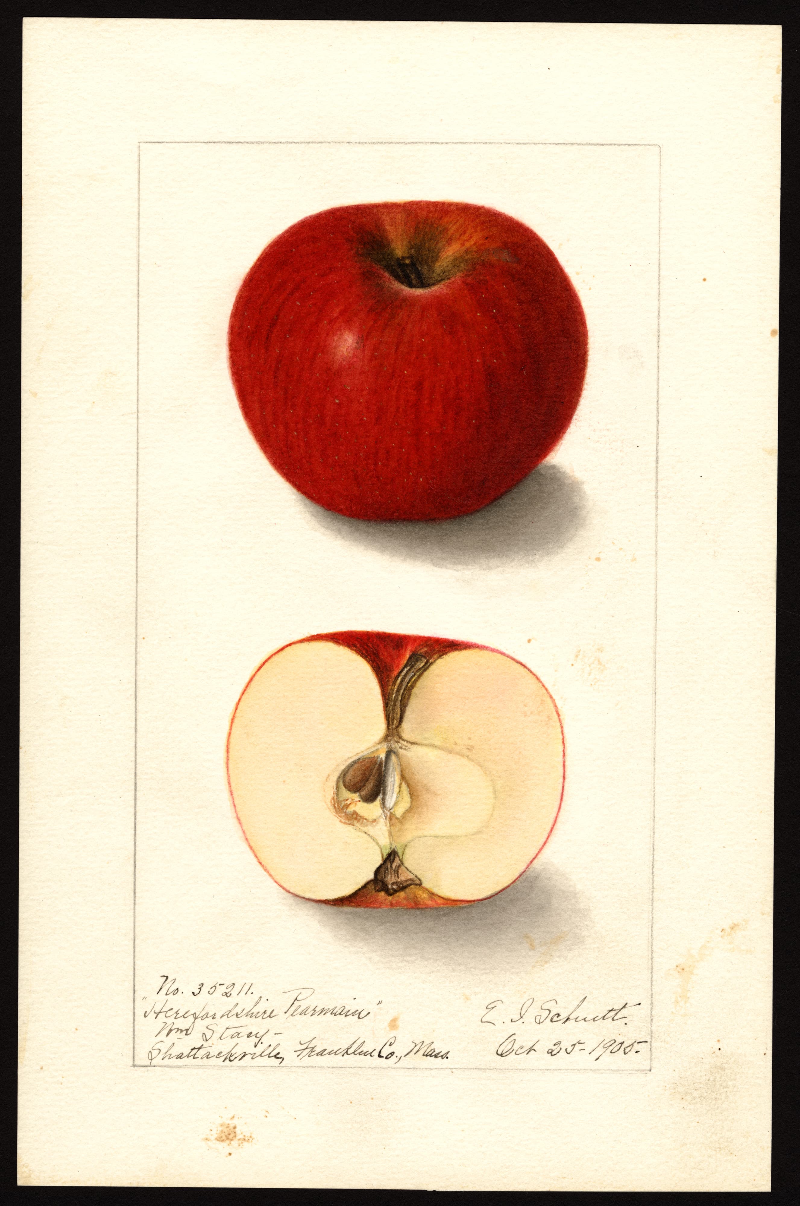 Herefordshire Pearmain apple