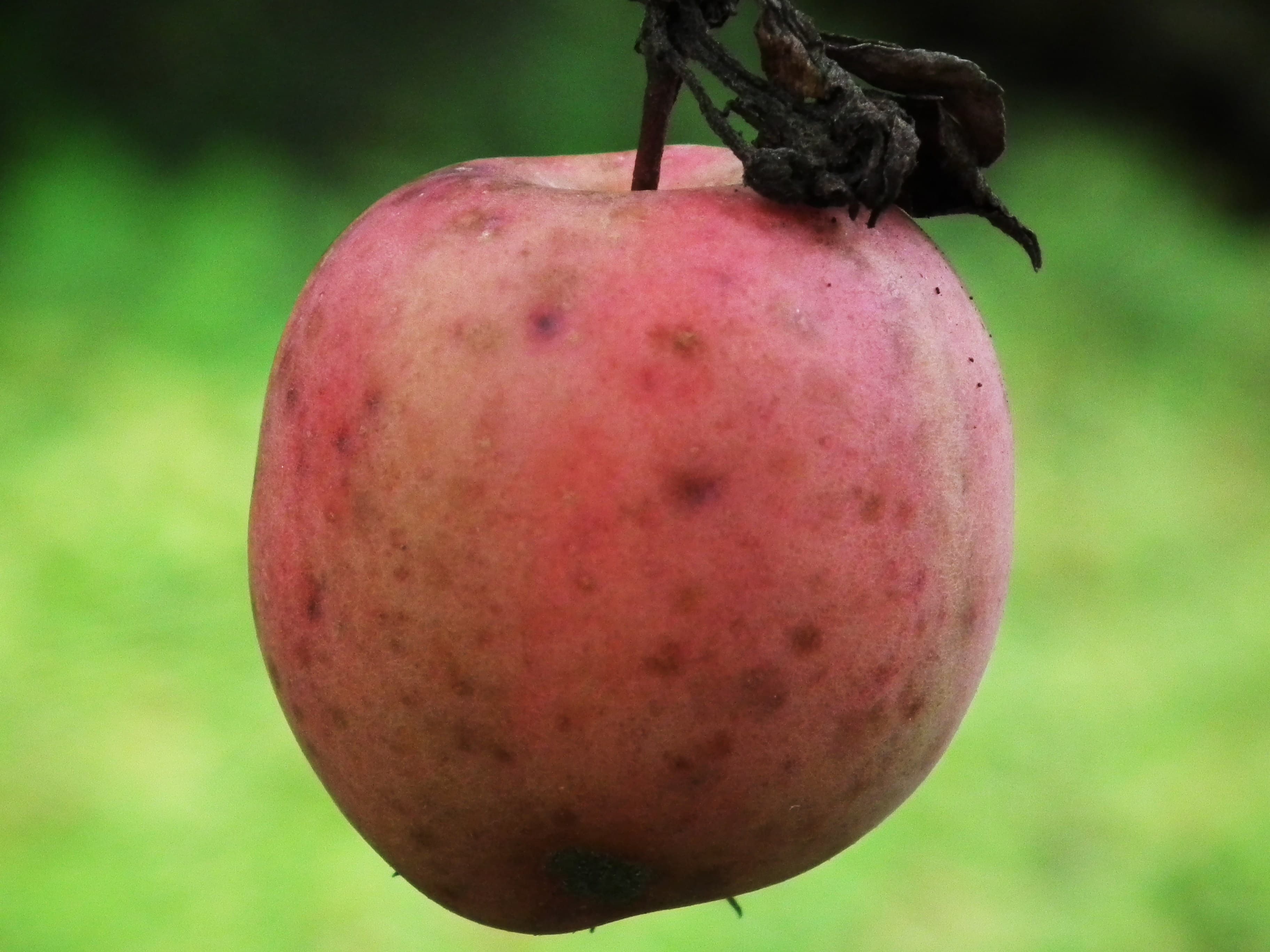 Blutapfel apple