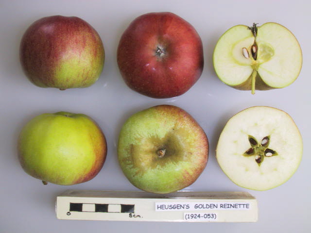 Heusgen's Golden Reinette apple
