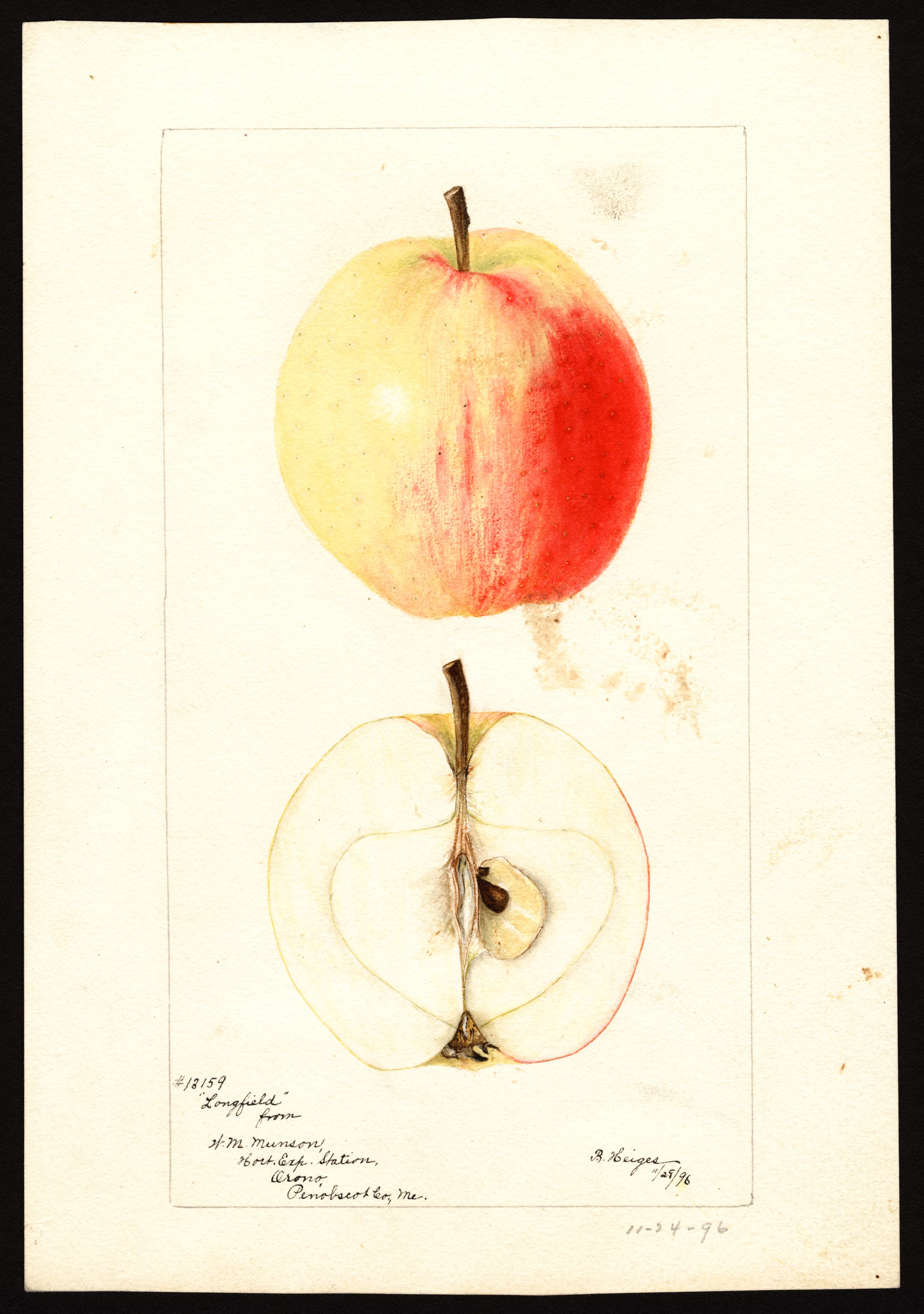 Longfield apple