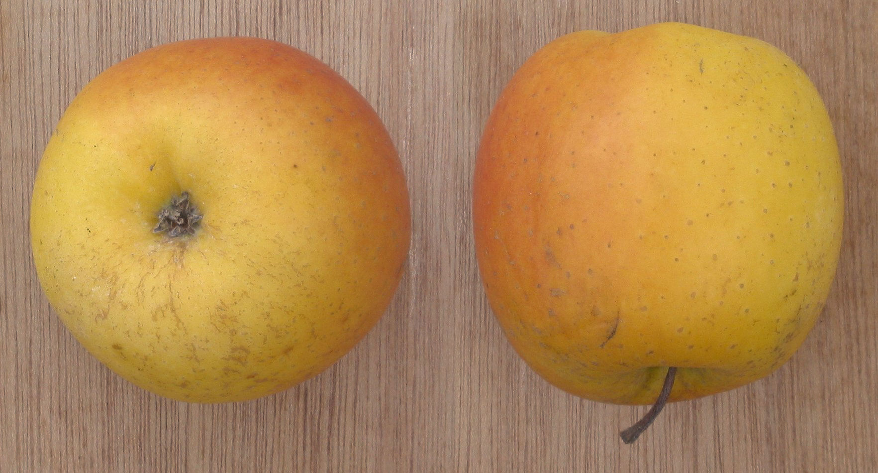 Delblush apple