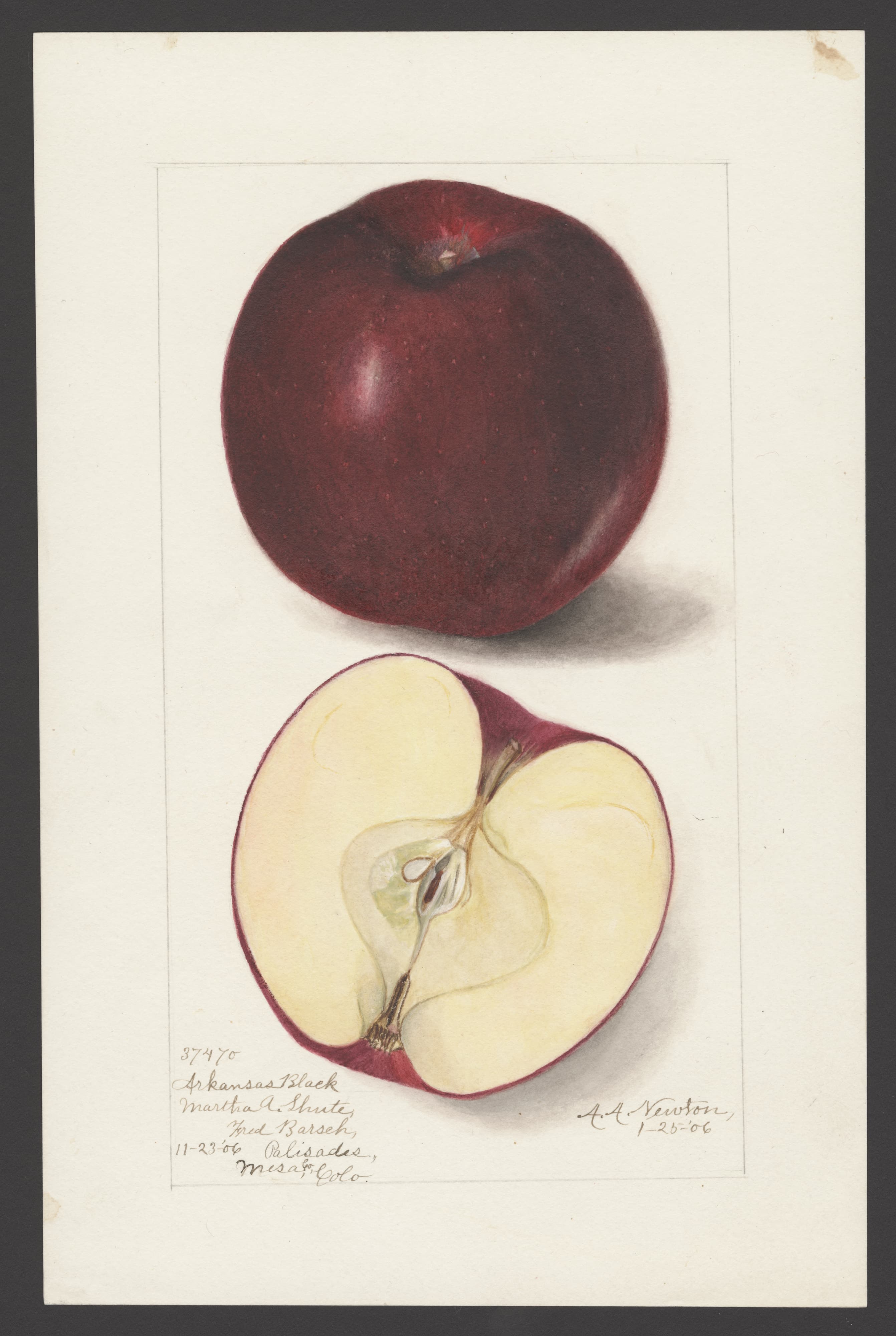 Arkansas Black apple
