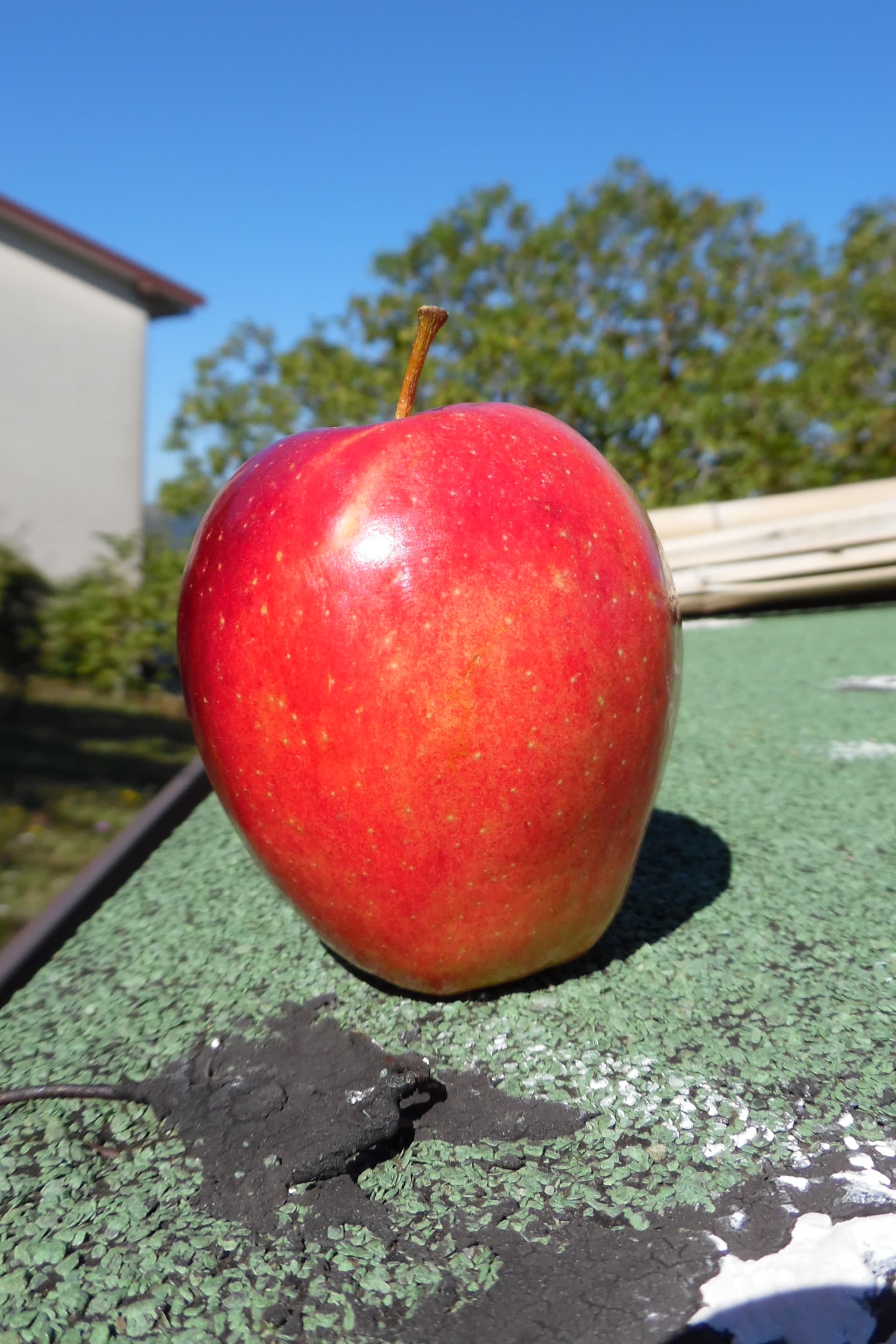 Modi apple