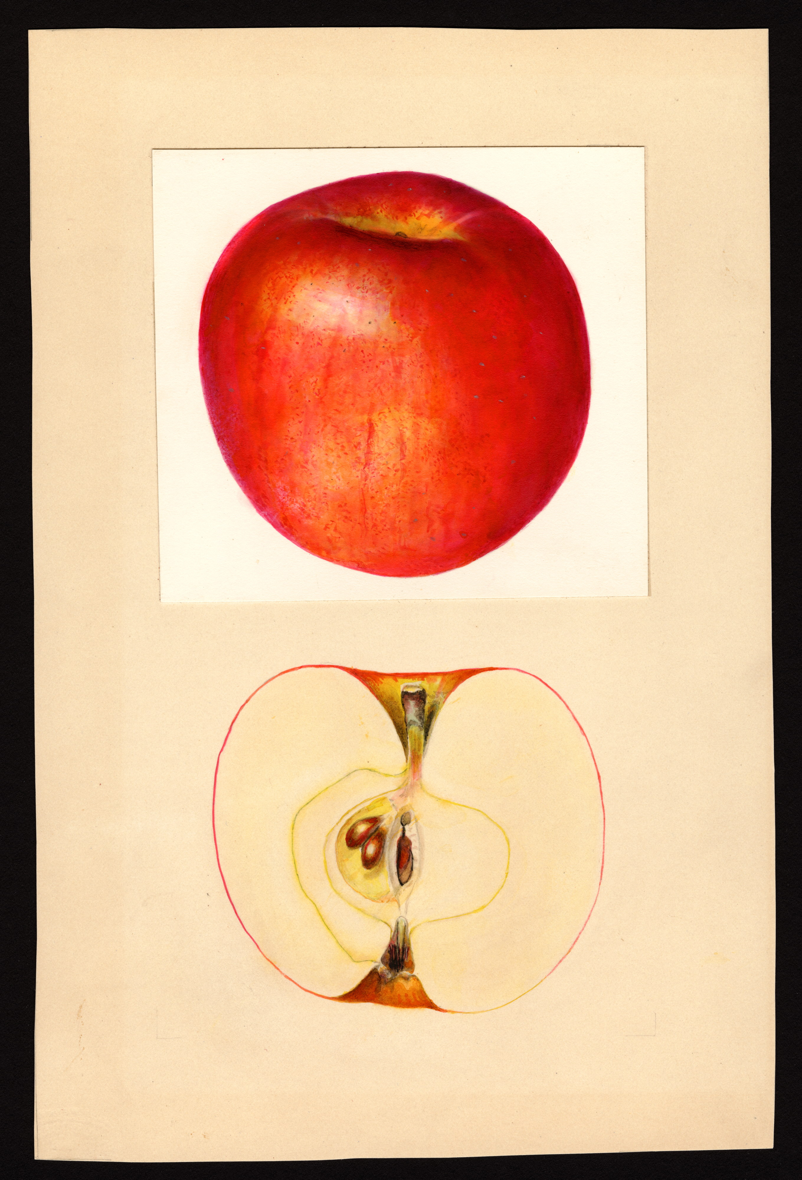 Fyan apple