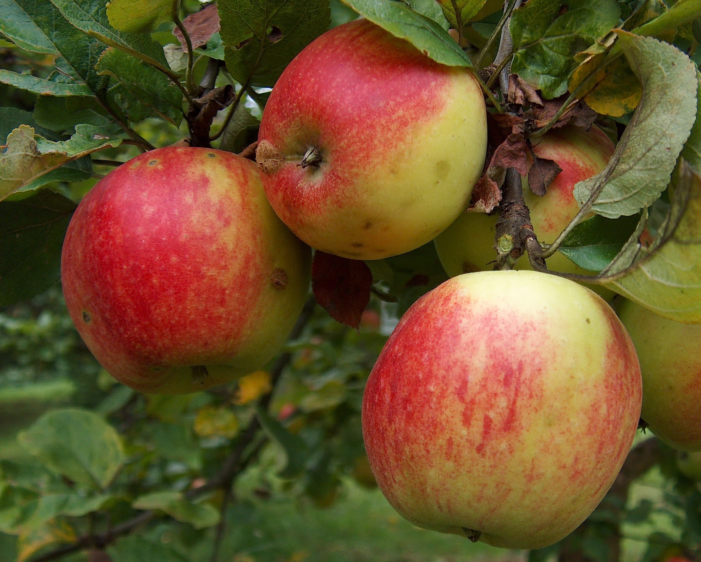Geheimrat Dr. Oldenburg apple