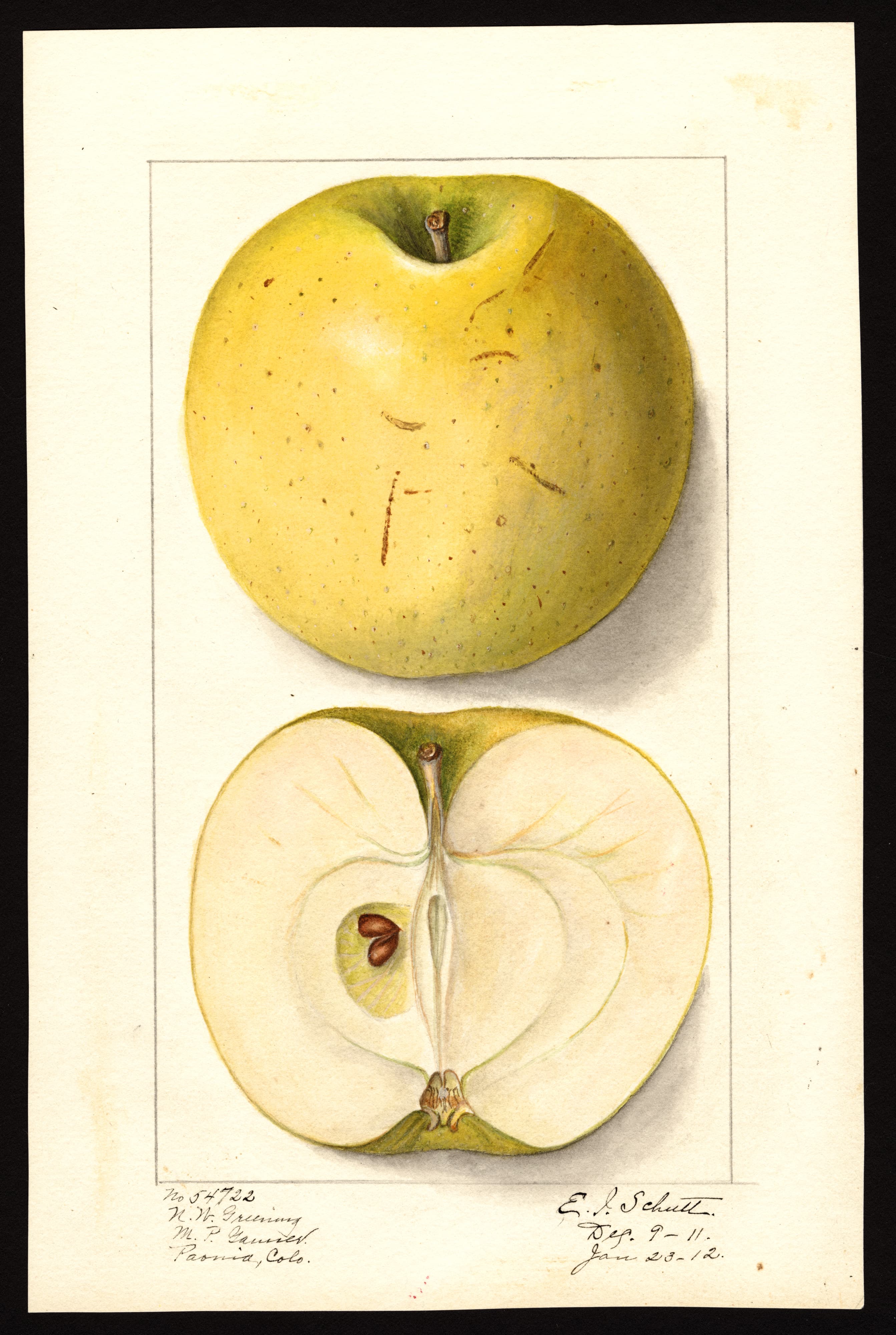 Northwestern Greening apple