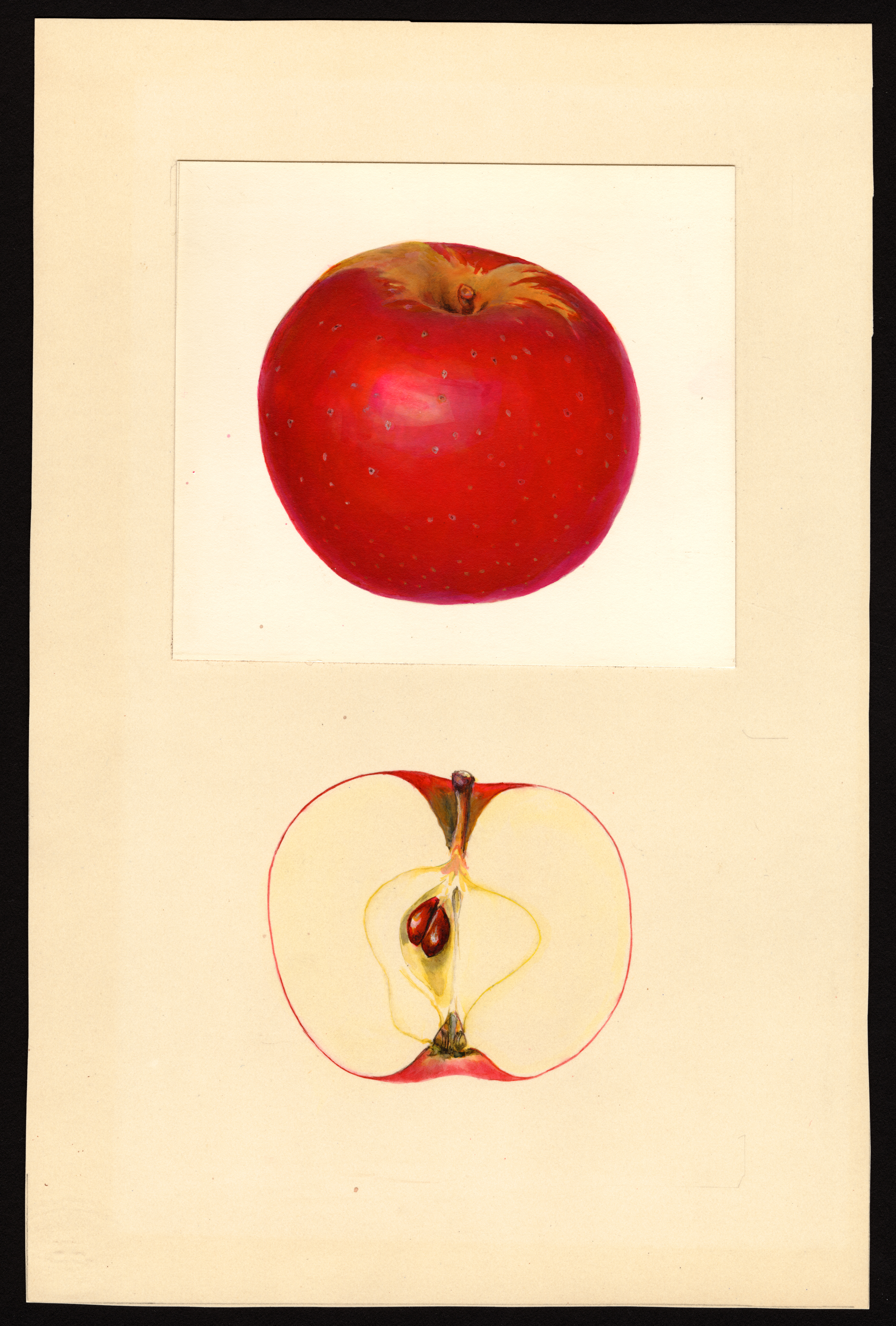 Faurot apple