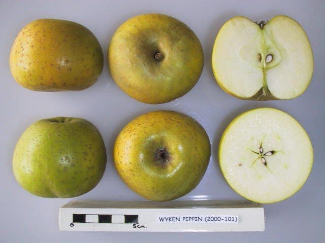 Wyken Pippin apple