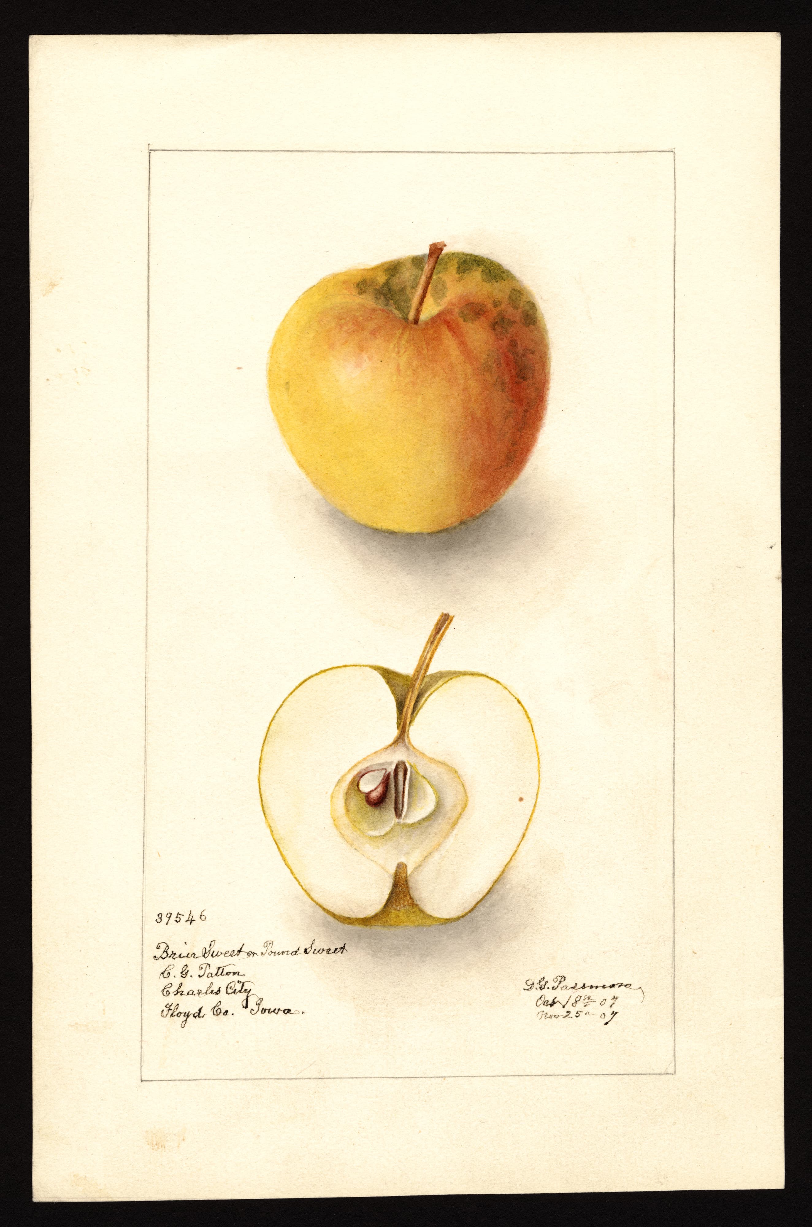 Briar Sweet apple