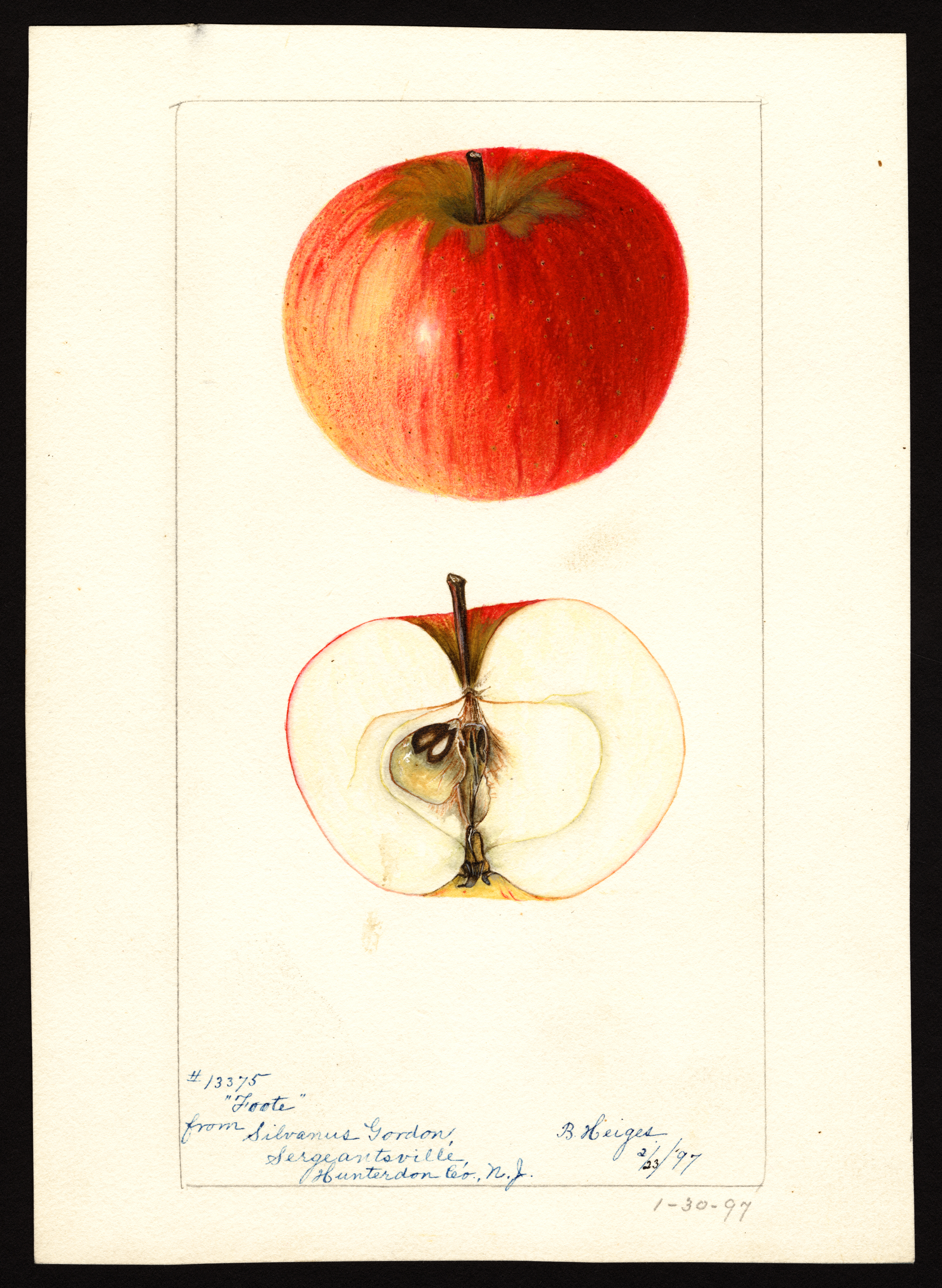 Foote's Nonpareil apple