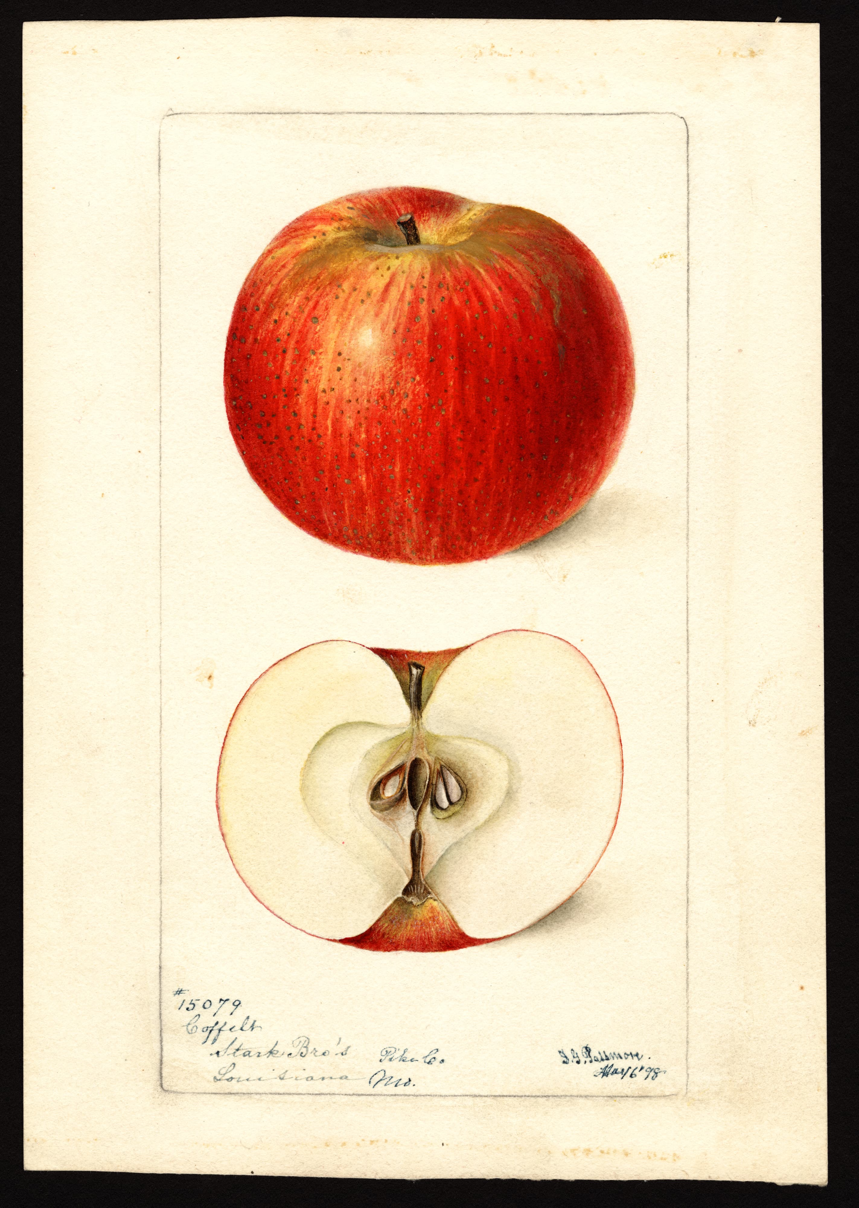Coffelt apple