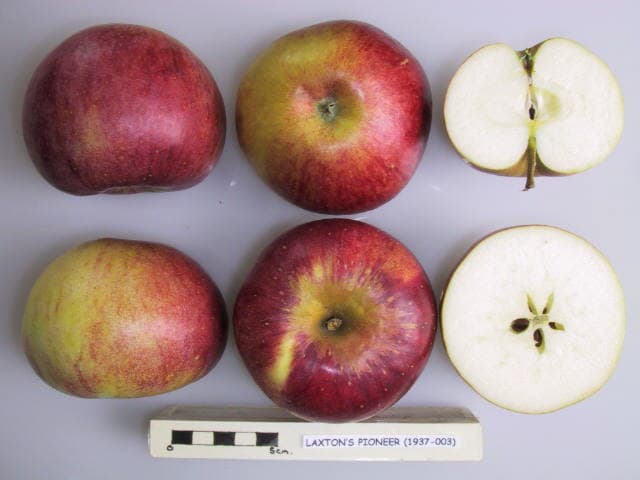 Pioneer (1) apple