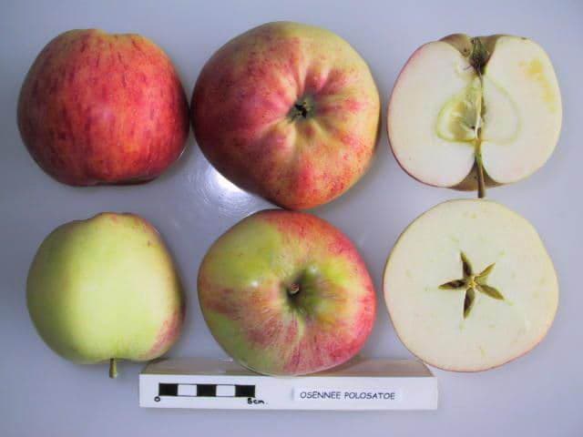 Osenee Polosatoe apple