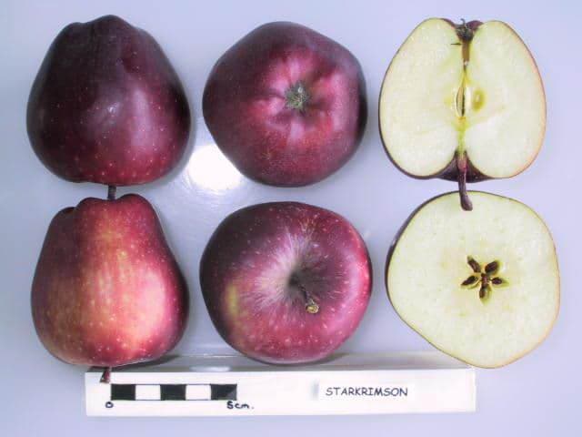 Starkrimson Delicious apple
