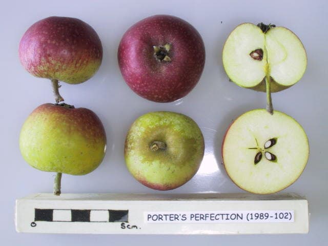 Porter's Perfection apple