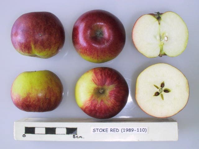 Stoke Red apple