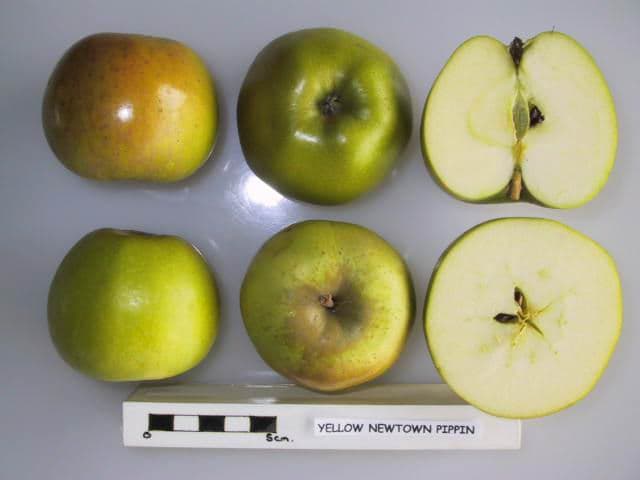 Yellow Newtown Pippin apple